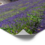 Lavender Fields von Senanque Abbey Poster (Ecke)