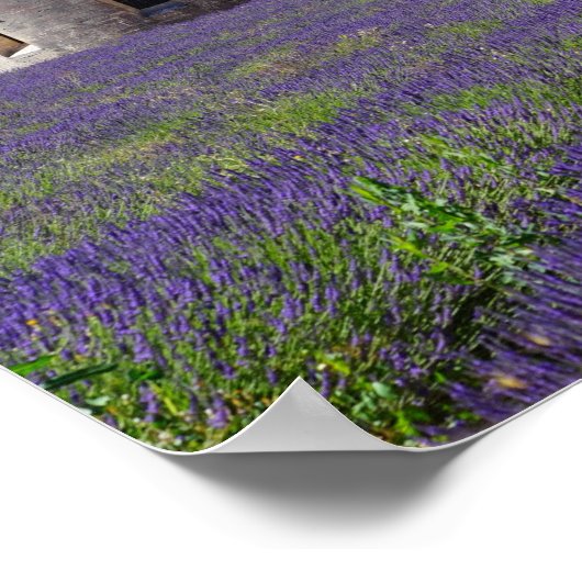 Lavender Fields von Senanque Abbey Poster (Ecke)
