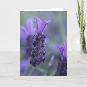 Lavender Flower Foto Greeting Card Karte
