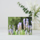 Lavender Fotografie Postcard Postkarte (Stehend Vorderseite)