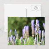 Lavender Fotografie Postcard Postkarte (Vorne/Hinten)