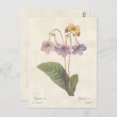 Lavender Gloxinia Vintag Botanische Illustration Postkarte (Vorne/Hinten)
