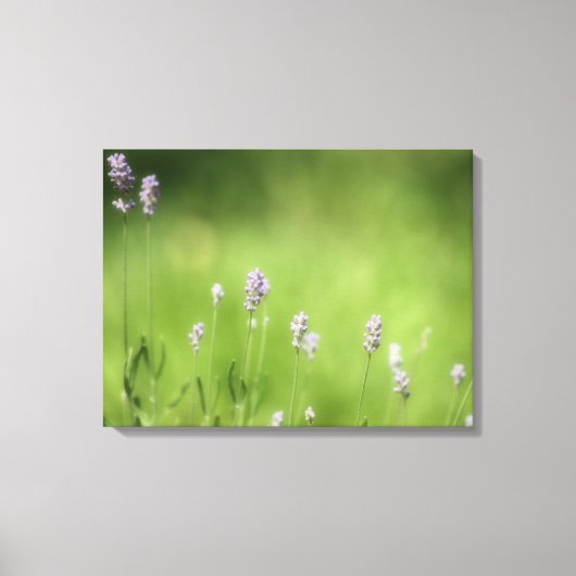 Lavender & Green Fotografy Art Leinwanddruck (Vorderseite)