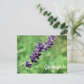 Lavender Greetings Postcard Postkarte (Stehend Vorderseite)