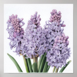 Lavender Hyacinth Blume Art Print Poster