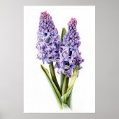 Lavender Hyacinth Blume Art Print Poster (Vorne)