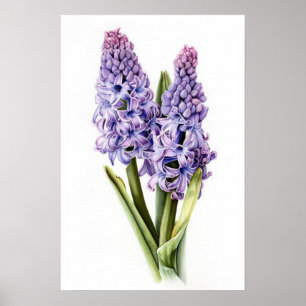 Lavender Hyacinth Blume Art Print Poster
