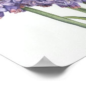 Lavender Hyacinth Blume Art Print Poster (Ecke)