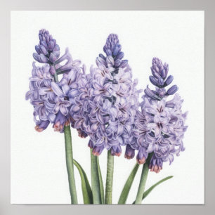 Lavender Hyacinth Blume Art Print Poster