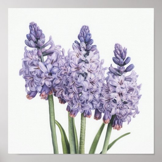 Lavender Hyacinth Blume Art Print Poster (Vorne)