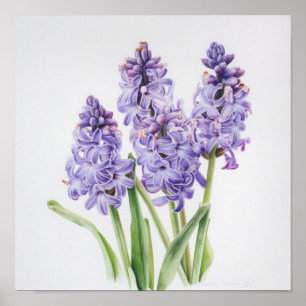 Lavender Hyacinth Blume Art Print Poster