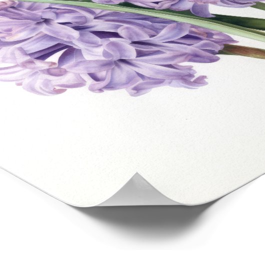 Lavender Hyacinth Blume Art Print Poster (Ecke)