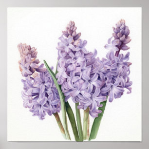 Lavender Hyacinth Blume Art Print Poster
