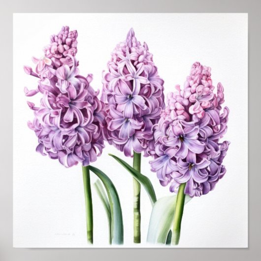 Lavender Hyacinth Blume Art Print Poster (Vorne)