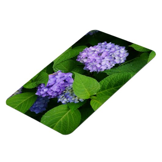 Lavender Hydrangea Magnet (Linke Seite)