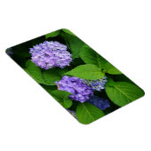 Lavender Hydrangea Magnet (Rechte Seite)