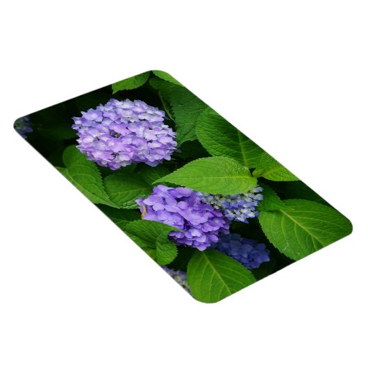 Lavender Hydrangea Magnet (Rechte Seite)