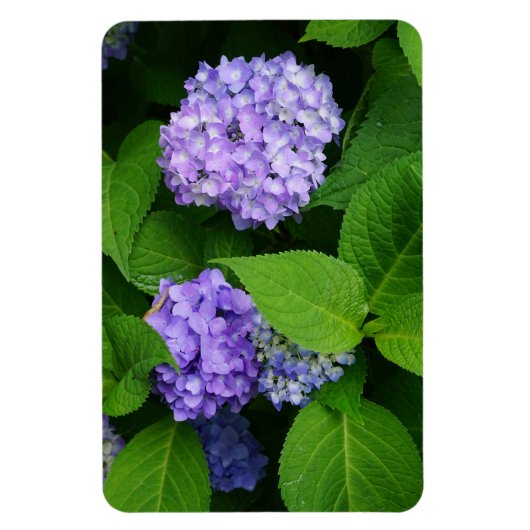 Lavender Hydrangea Magnet (Vertikal)