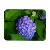 Lavender Hydrangea Magnet (Horizontal)