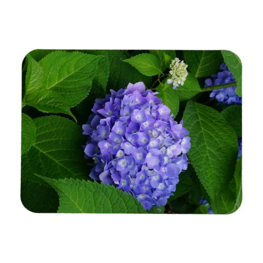 Lavender Hydrangea Magnet (Horizontal)