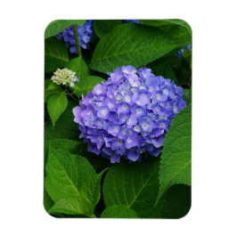 Lavender Hydrangea Magnet