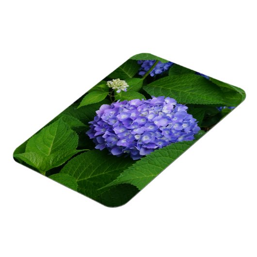 Lavender Hydrangea Magnet (Linke Seite)