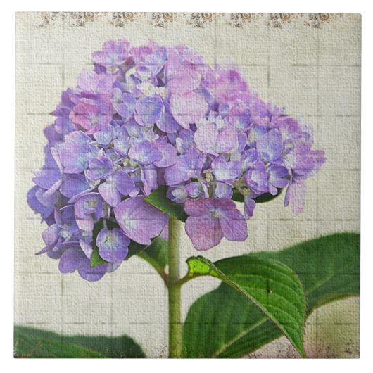 Lavender Hydrangea Tile Fliese (Vorderseite)