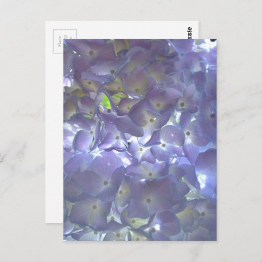 Lavender Hydrangeas Postkarte (Vorne/Hinten)