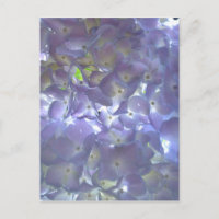 Lavender Hydrangeas
