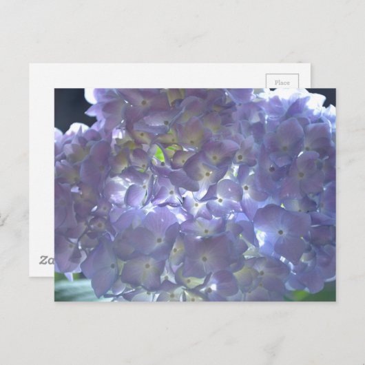 Lavender Hydrangeas Postkarte (Vorne/Hinten)