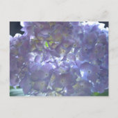 Lavender Hydrangeas Postkarte (Vorderseite)