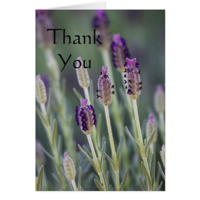 Lavender in Bloom Danke (Vorne)