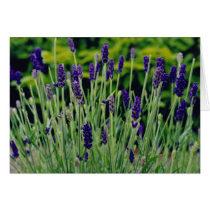 Lavender in Dublin, Irland