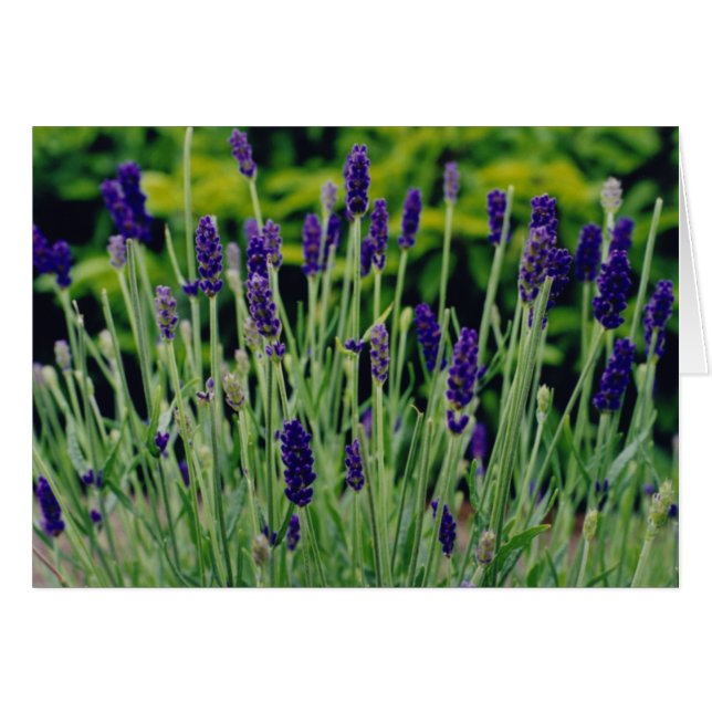 Lavender in Dublin, Irland (Vorderseite (Horizontal))