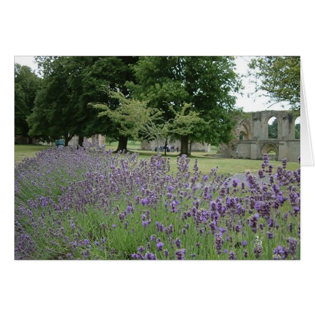 Lavender in Glastonbury (Vorderseite (Horizontal))