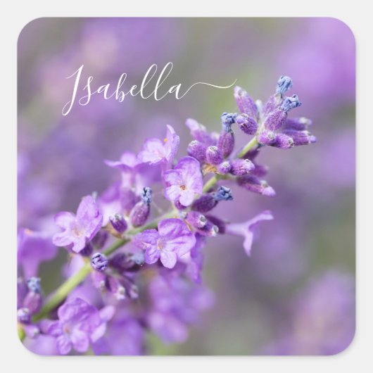Lavender Individuelle Name Quadratischer Aufkleber (Vorderseite)
