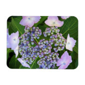 Lavender Lace Cap Hydrangea Bloom Magnet (Horizontal)