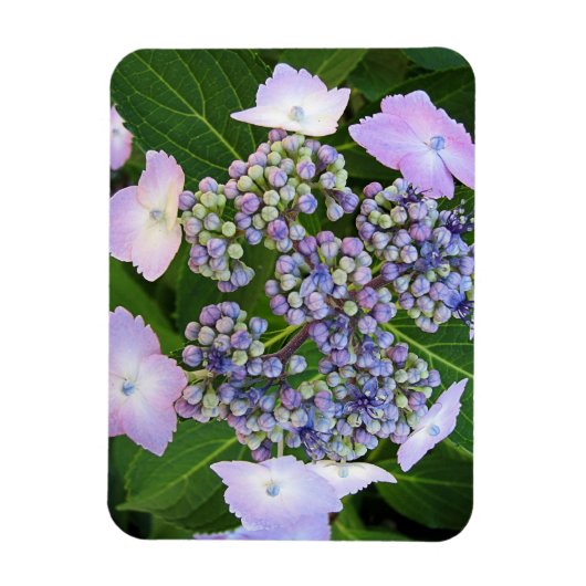 Lavender Lace Cap Hydrangea Bloom Magnet (Vertikal)