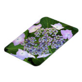 Lavender Lace Cap Hydrangea Bloom Magnet (Linke Seite)