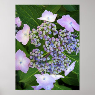 Lavender Lace Cap Hydrangea Bloom Poster