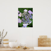 Lavender Lace Cap Hydrangea Bloom Poster (Küche)