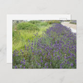 Lavender Landscape DIY Postkarte (Vorne/Hinten)