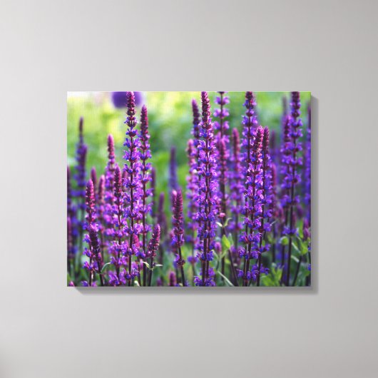 Lavender Lilac Foto Leinwand (Vorderseite)