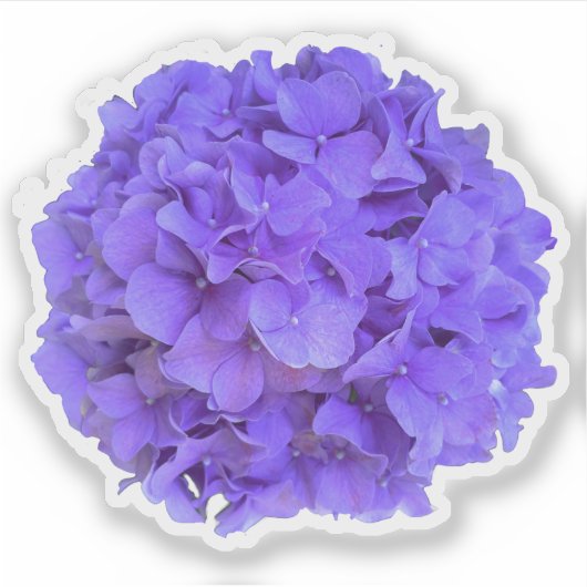 Lavender lilac lila Hydrangeas violette Blumen Aufkleber (Vorderseite)