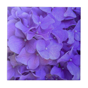 Lavender lilac lila Hydrangeas violette Blumen Fliese