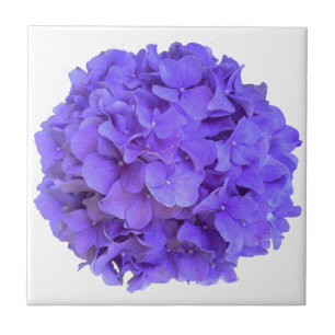 Lavender lilac lila Hydrangeas violette Blumen Fliese