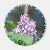 Lavender Lilac Magnet