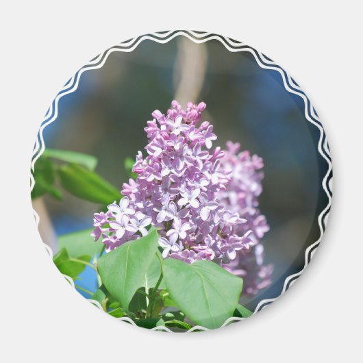 Lavender Lilac Magnet (Vorne)