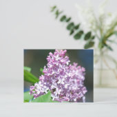 Lavender Lilac Postcard Postkarte (Stehend Vorderseite)