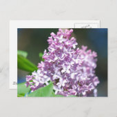 Lavender Lilac Postcard Postkarte (Vorne/Hinten)